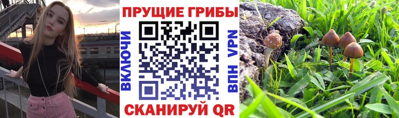 Псилоцибиновые грибы Psilocybe  наркотики  Новошахтинск 